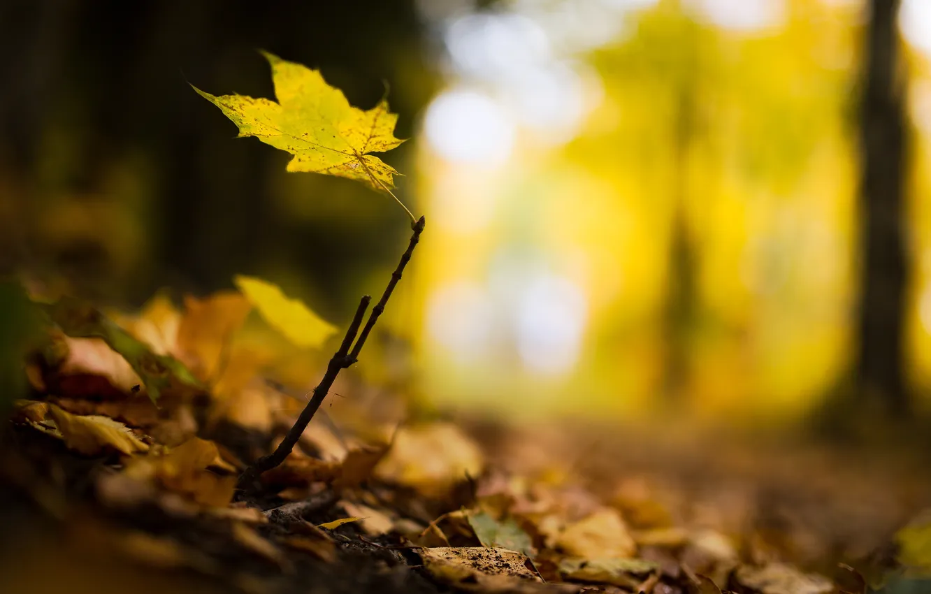 Фото обои лес, желтый, лист, листок