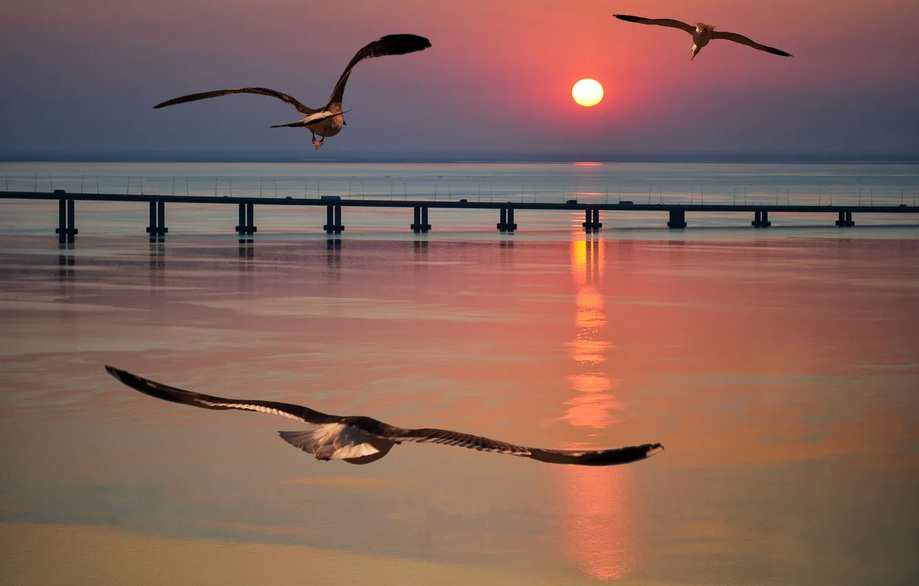 Фото обои море, солнце, закат, птицы, чайка, пирс, зарево