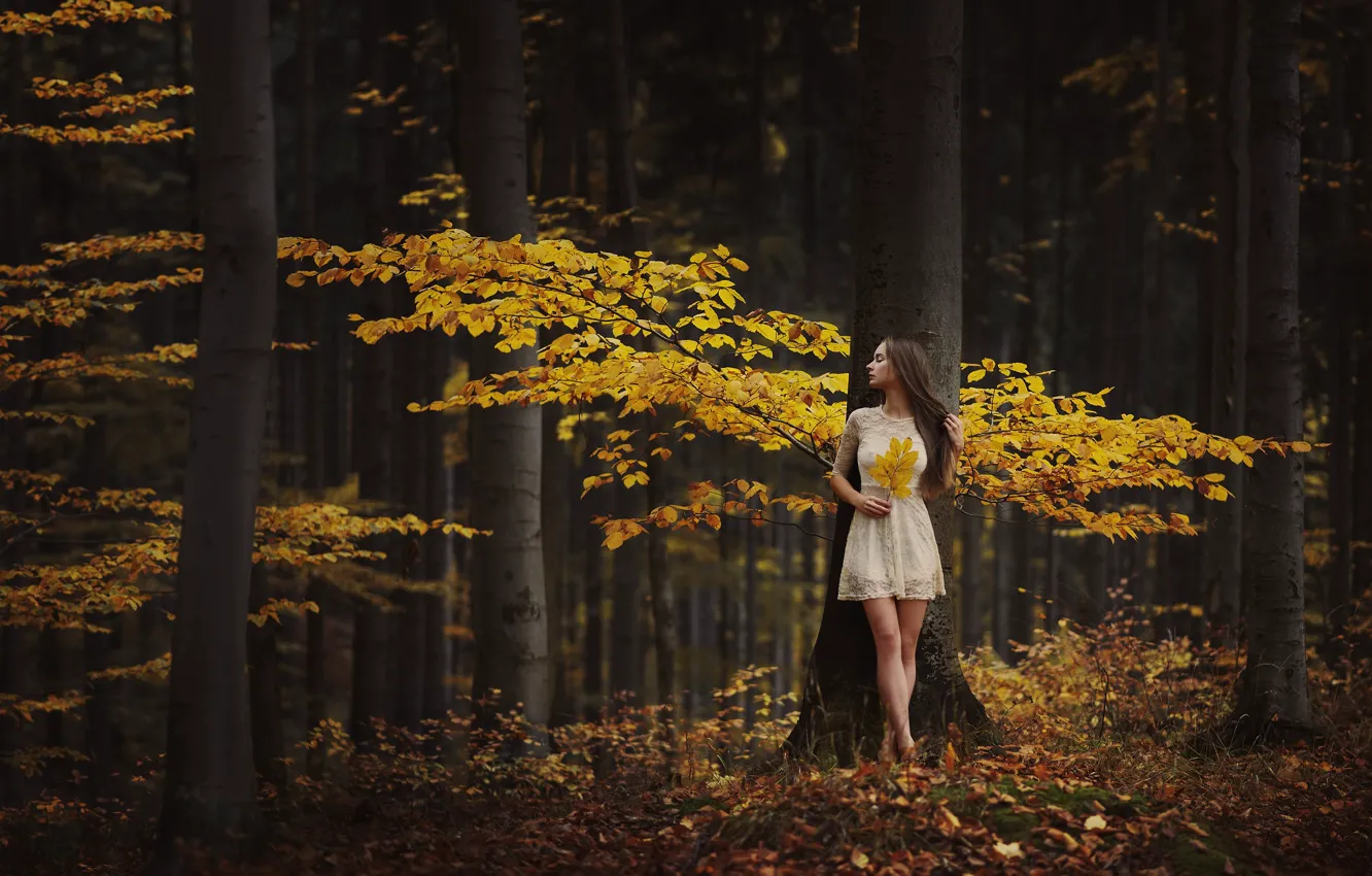 Фото обои осень, лес, девушка