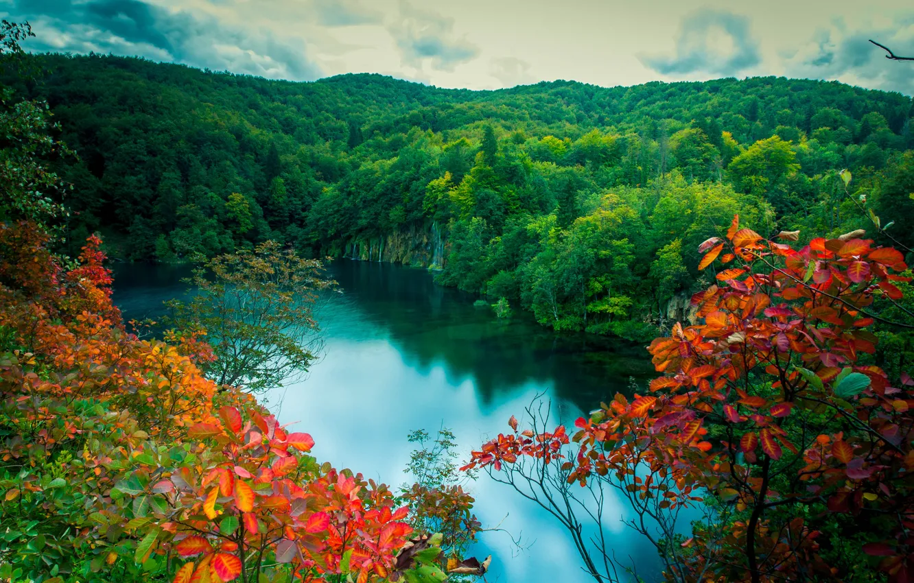 Фото обои лес, листья, озеро, ветви, красные