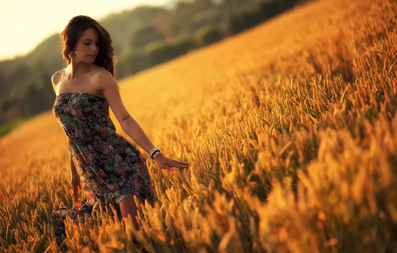 Фото обои поле, лето, девушка, закат, платье