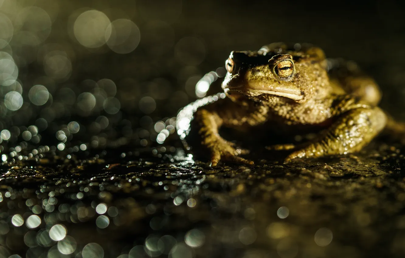 Фото обои взгляд, макро, блики, пруд, темный фон, лягушка, жаба, водоем