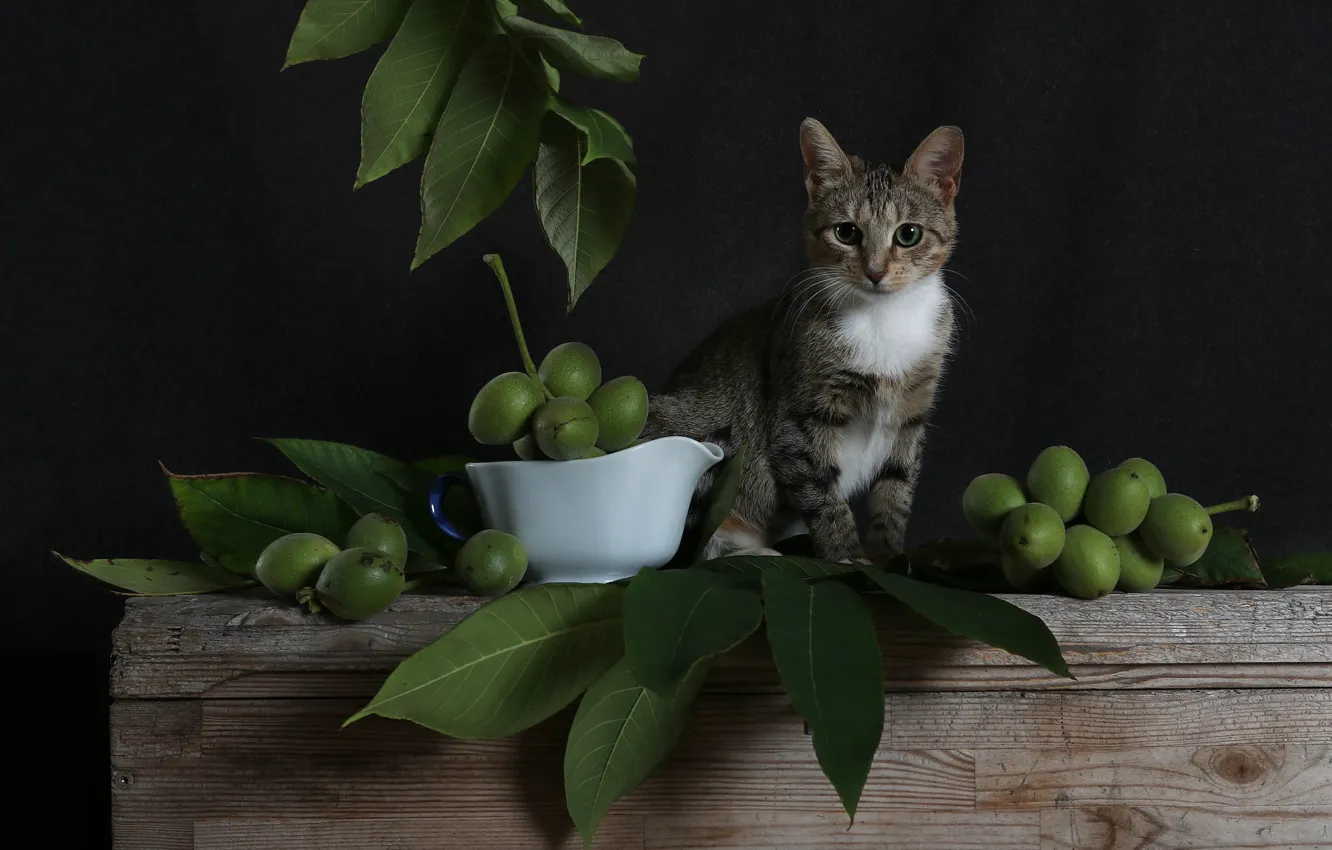 Фото обои кошка, взгляд, листья, ветки, поза, темный фон, котенок, серый