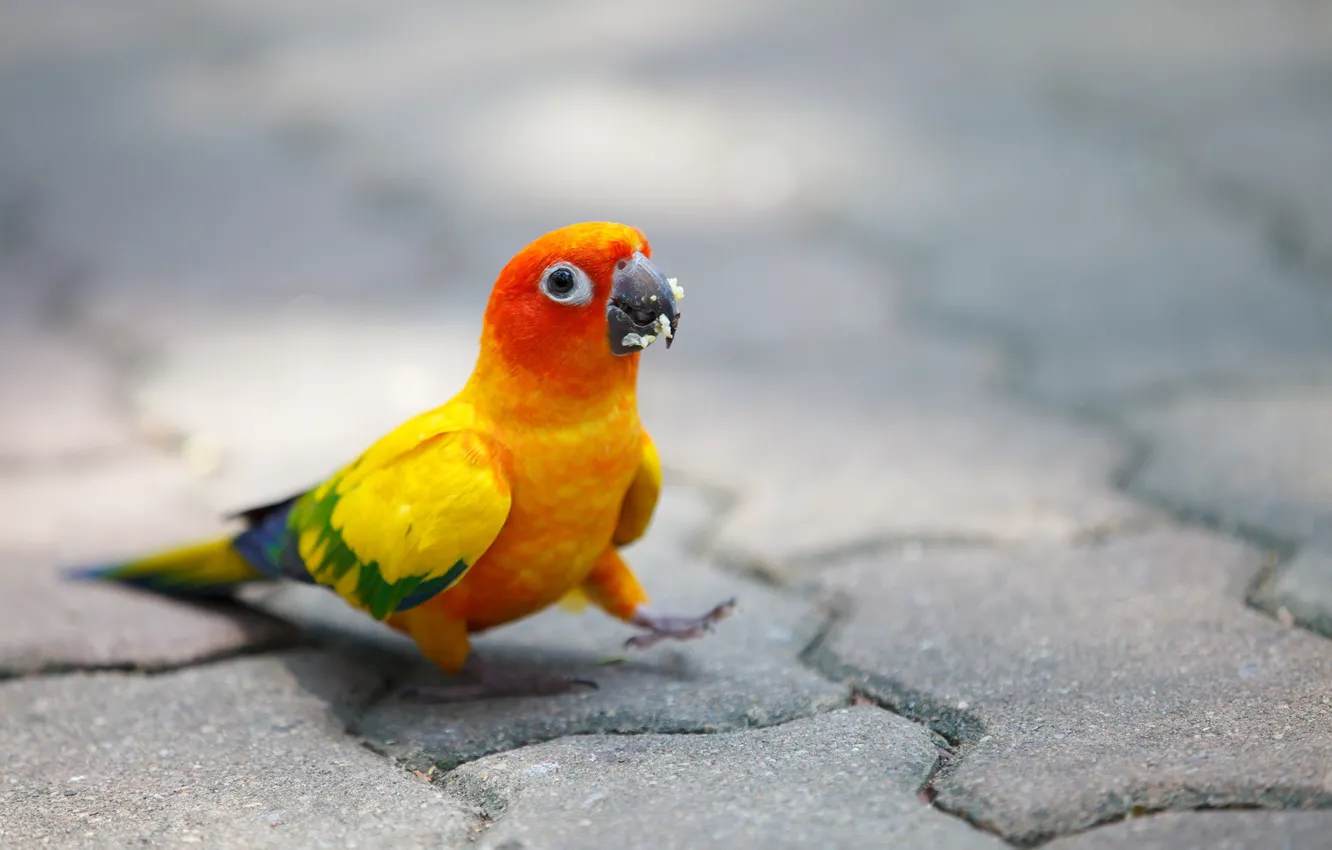 Фото обои яркий, птица, попугай, мостовая, крошки