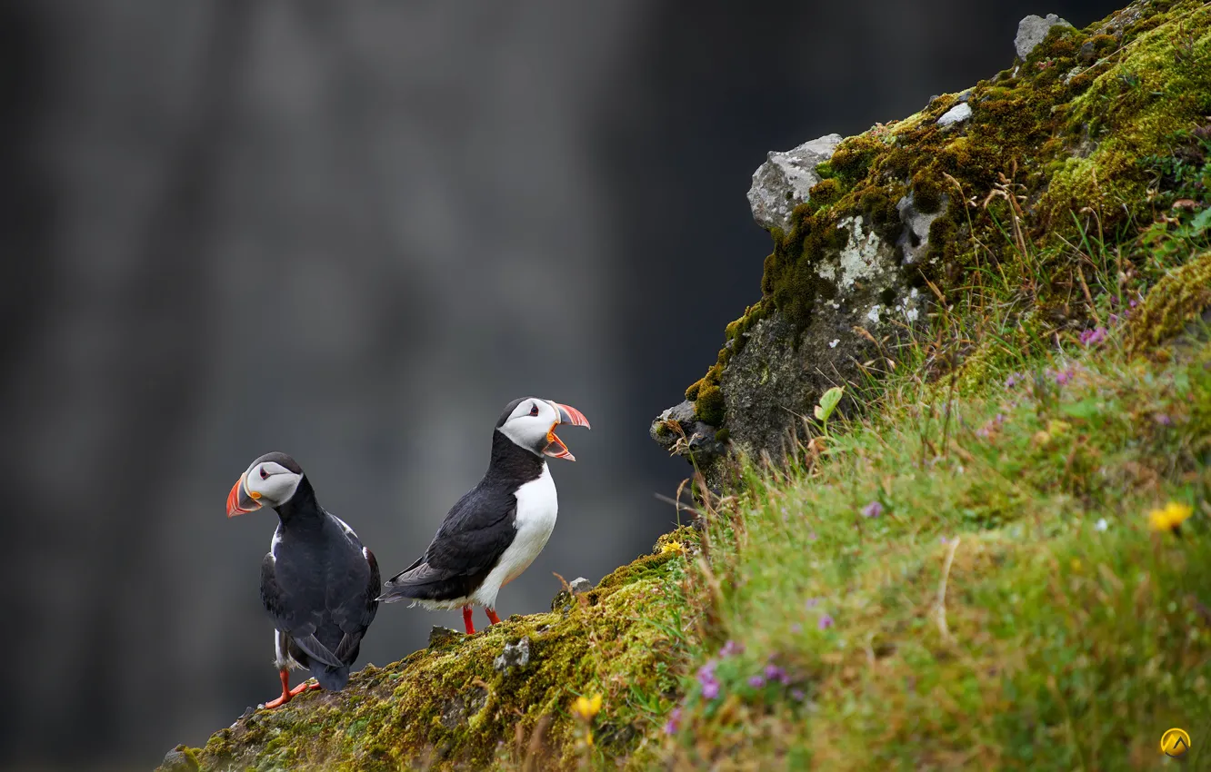 Фото обои птицы, камни, фон, скалы, Атлантический тупик, Fratercula arctica, Puffin