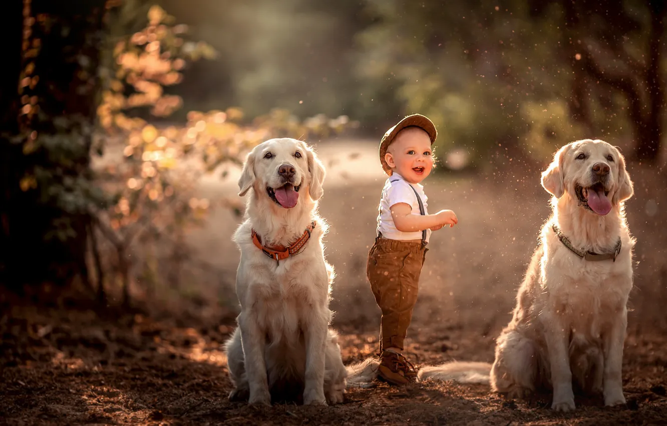Фото обои собаки, настроение, мальчик, ребёнок, две собаки