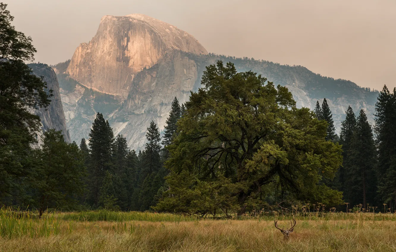 Фото обои trees, Yosemite, mountains, sunrise, deer, Half Dome