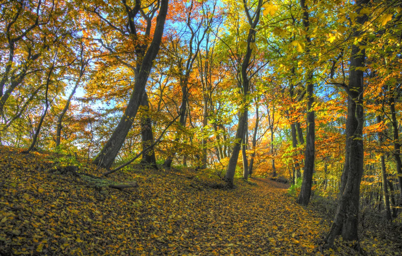 Фото обои осень, лес, листья, деревья, ветви, солнечный свет