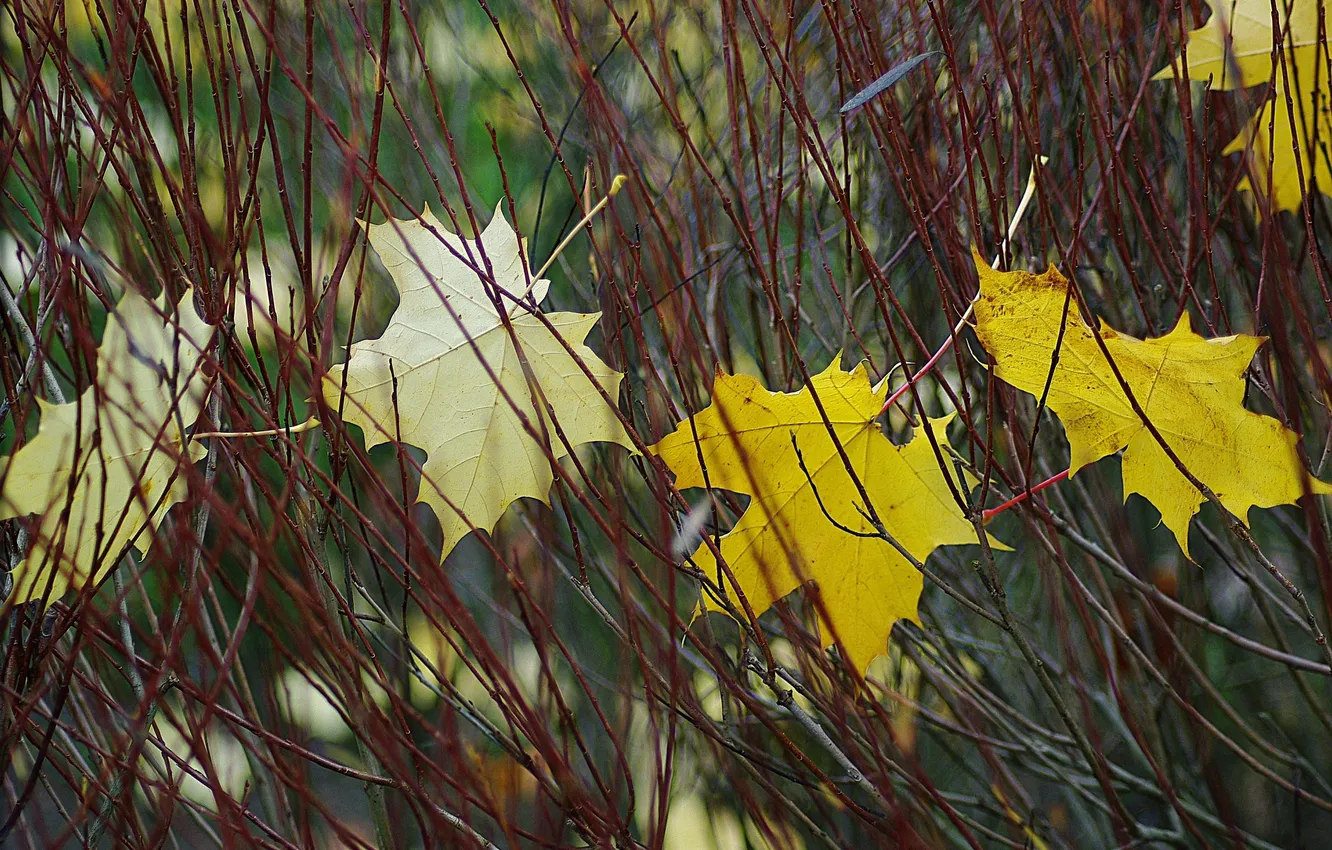 Фото обои осень, листья, макро, Ветки