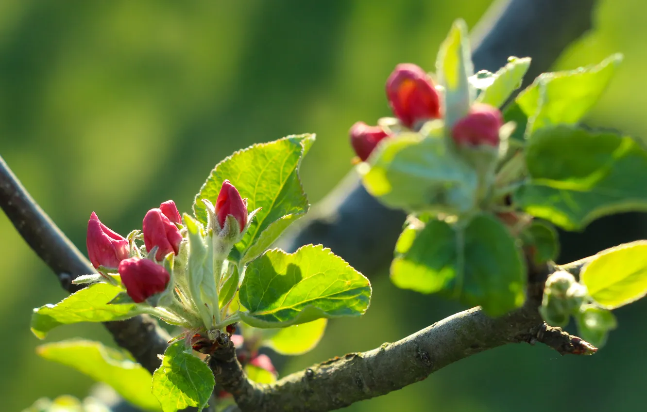 Фото обои leafs, spring, twig, flower bud