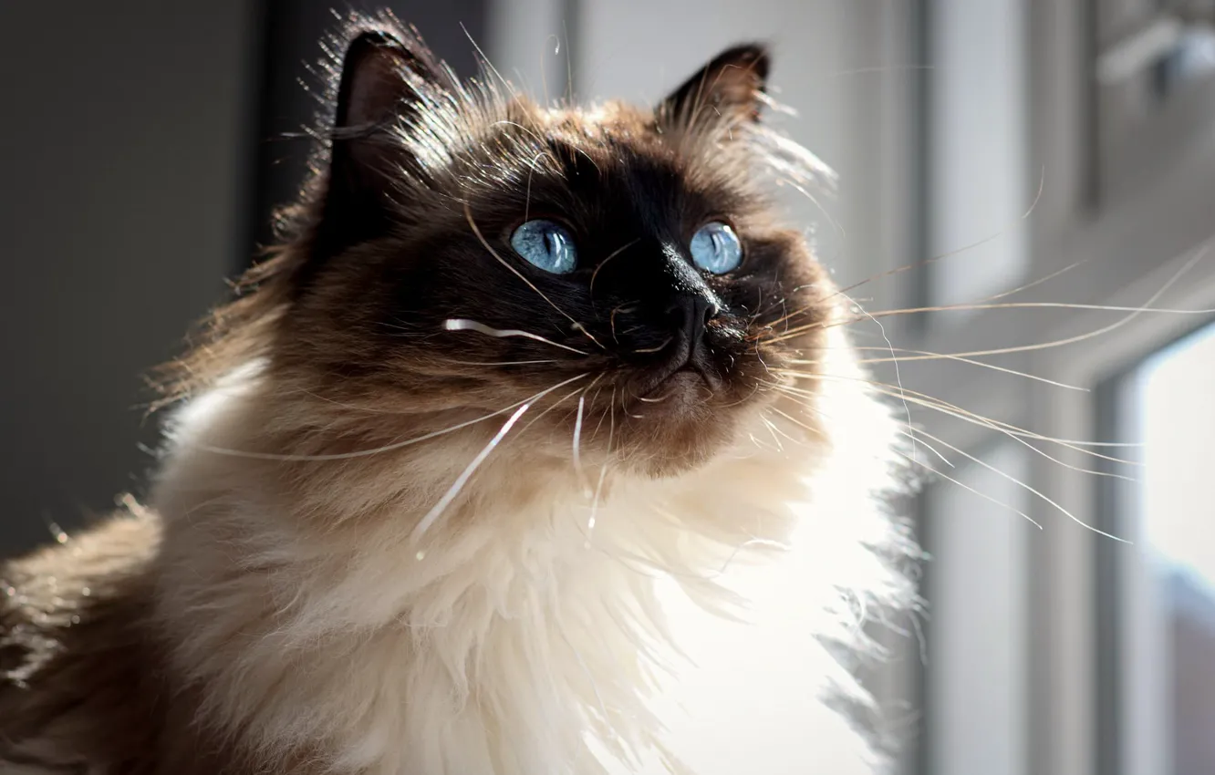 Фото обои кошка, кот, взгляд, морда, голубые глаза, рэгдолл