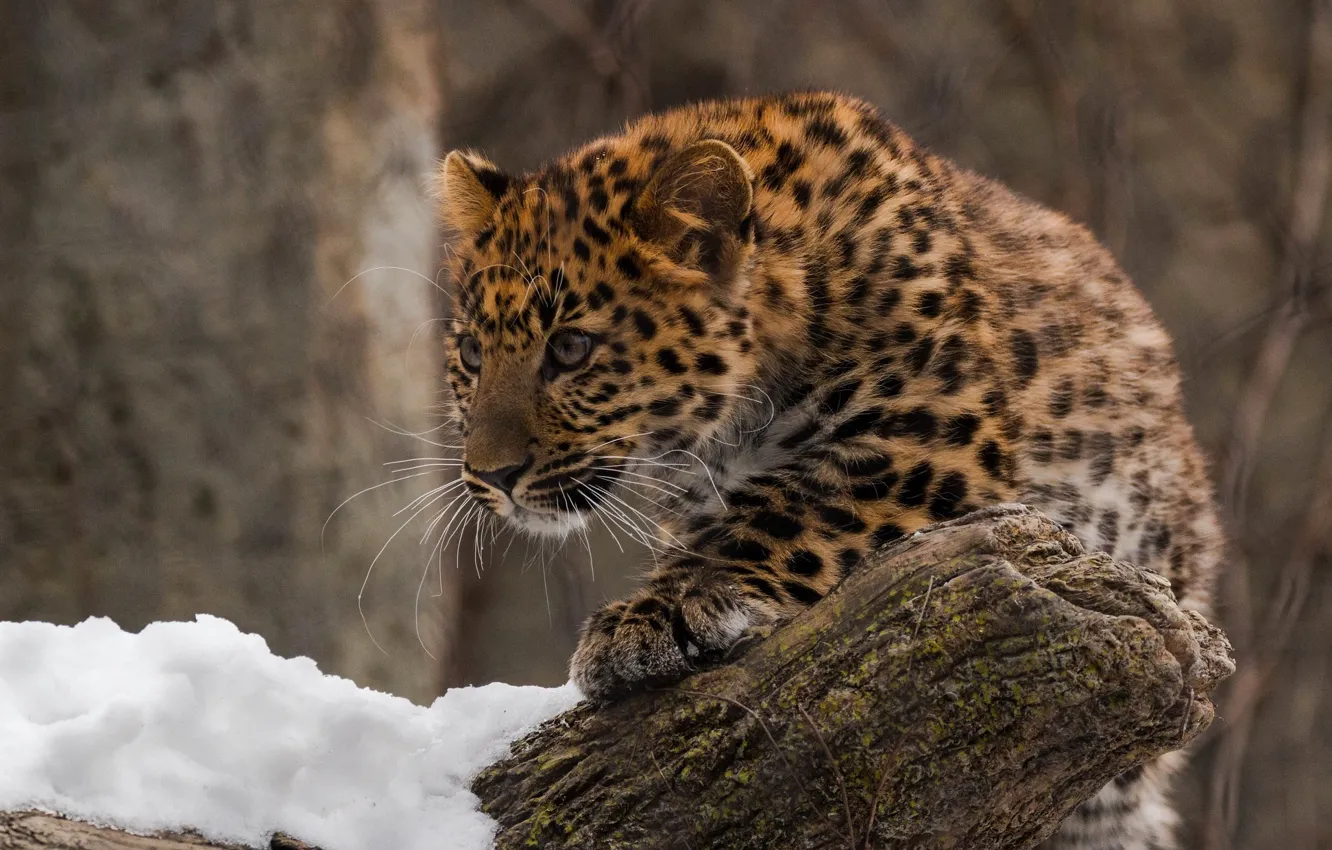 Фото обои хищник, леопард, детёныш, дикая кошка, зоопарк, дальневосточный, амурский