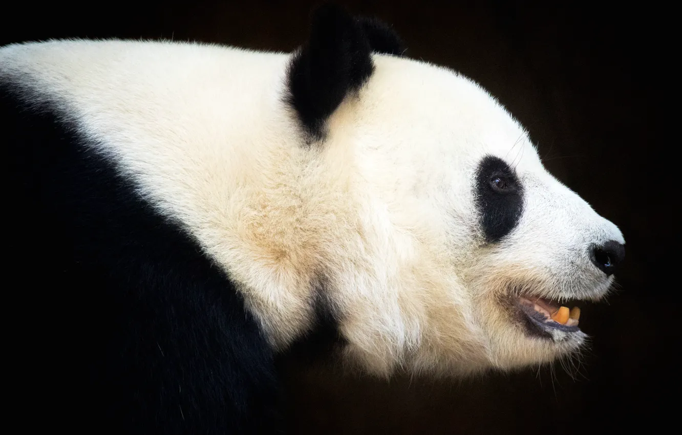 Фото обои фон, черный, темный, портрет, медведь, мишка, пасть, панда