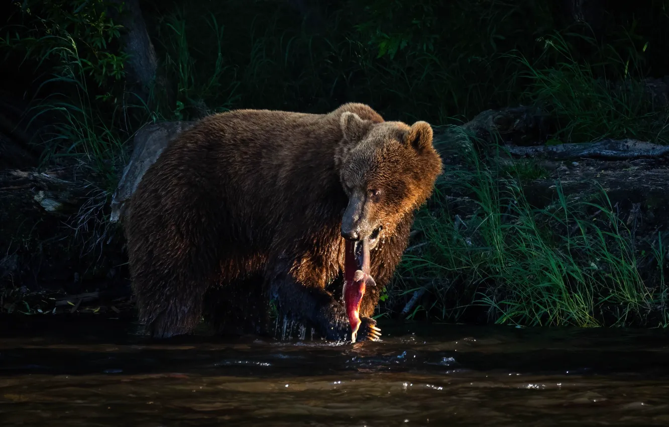 Фото обои берег, рыбалка, рыба, медведь, водоем, добыча
