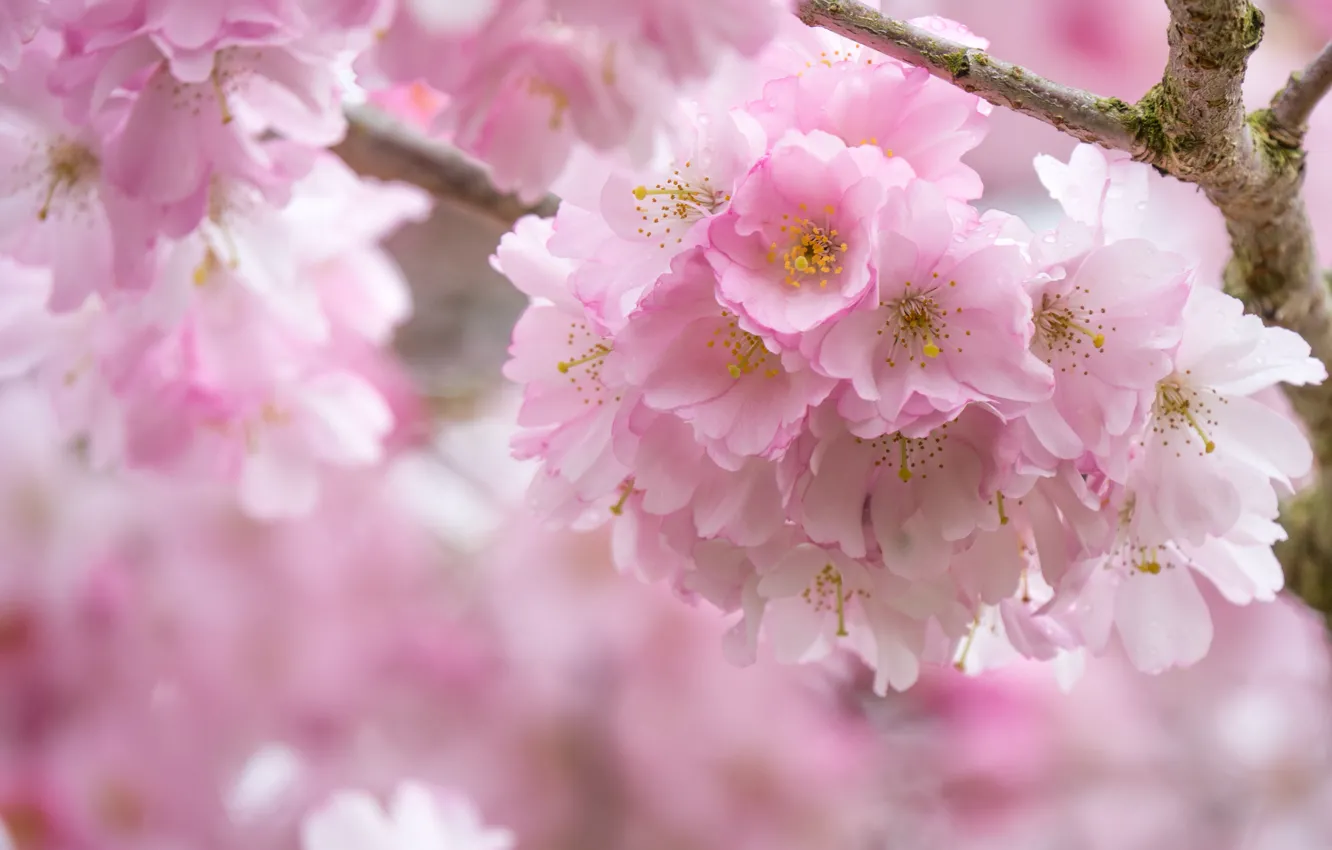 Фото обои цветы, крупный план, ветка, весна, сакура, розовые, цветение, много