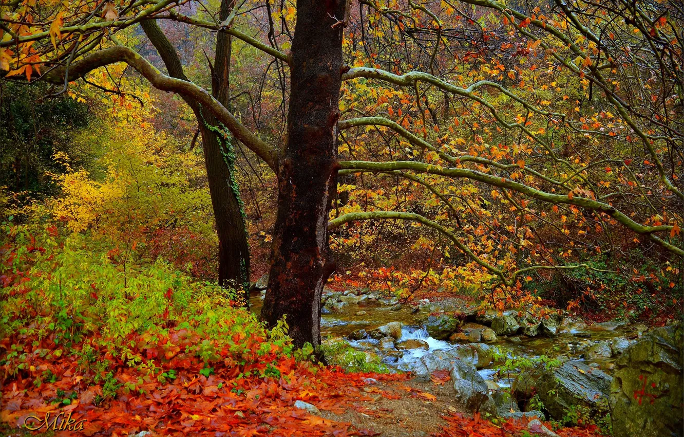 Фото обои Осень, Деревья, Лес, Fall, Речка, Autumn, River, Forest