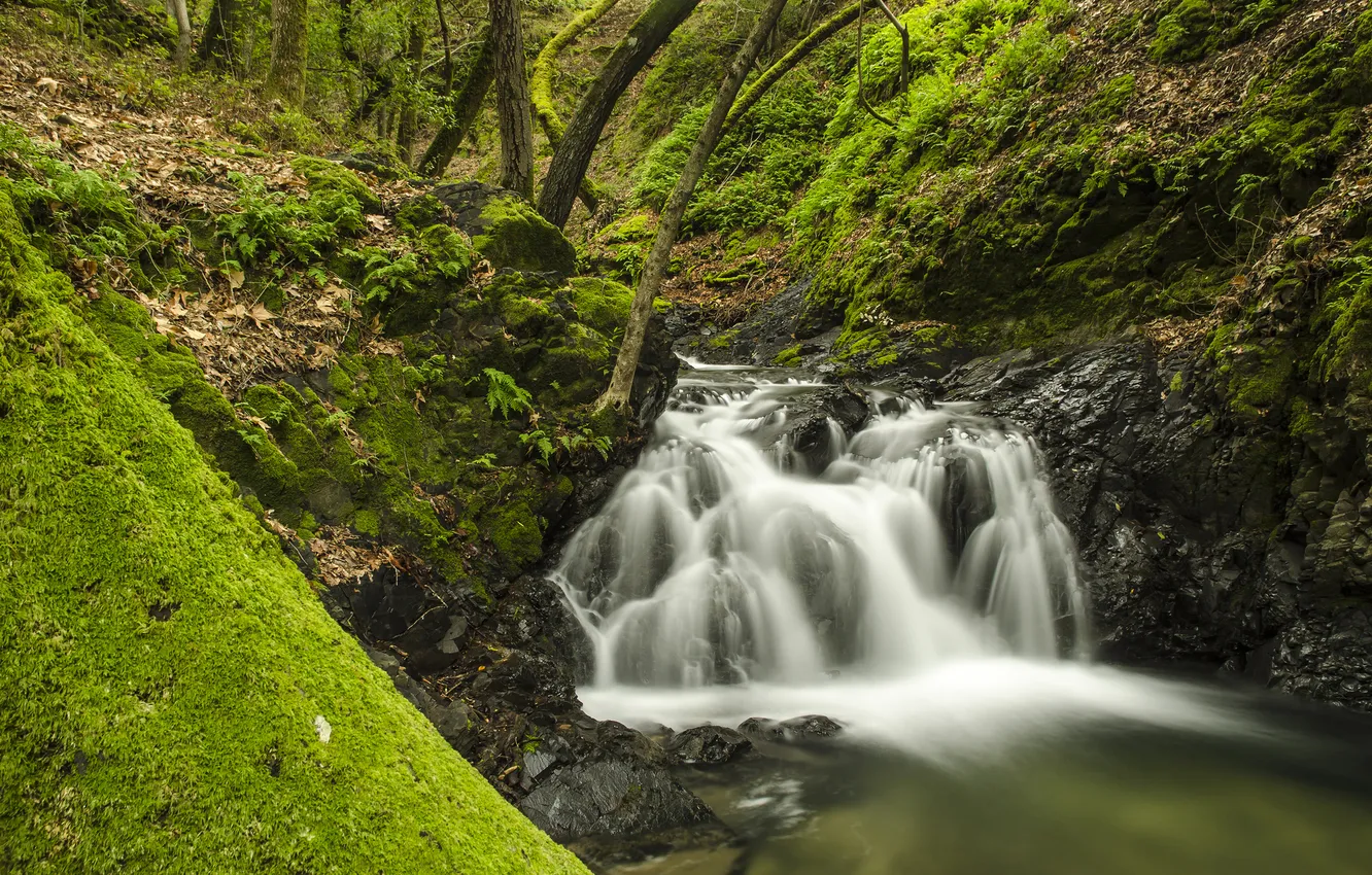 Фото обои лес, река, водопад, California, Sveadal