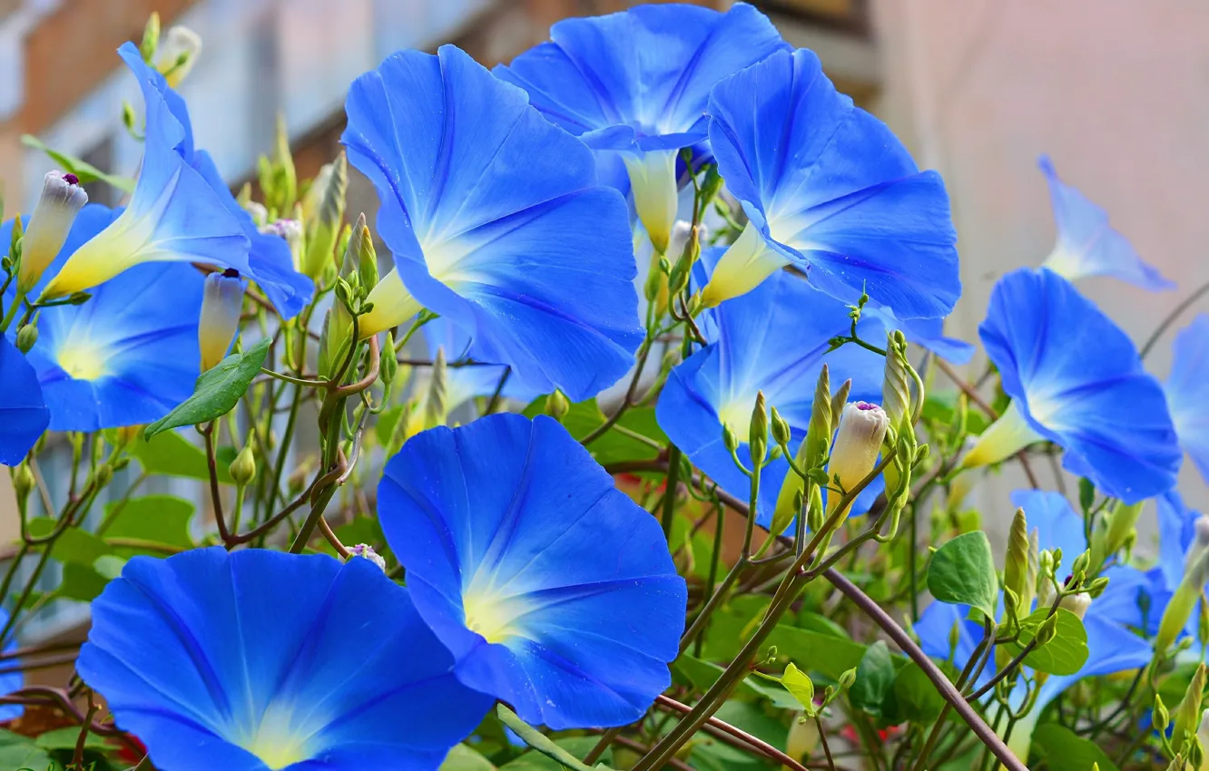 Фото обои Цветочки, Ипомея, Morning Glory, Голубые цветы, Blue flowers