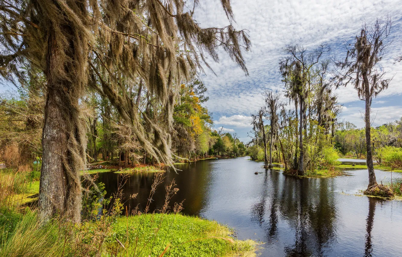 Фото обои trees, florida, plants, swamp