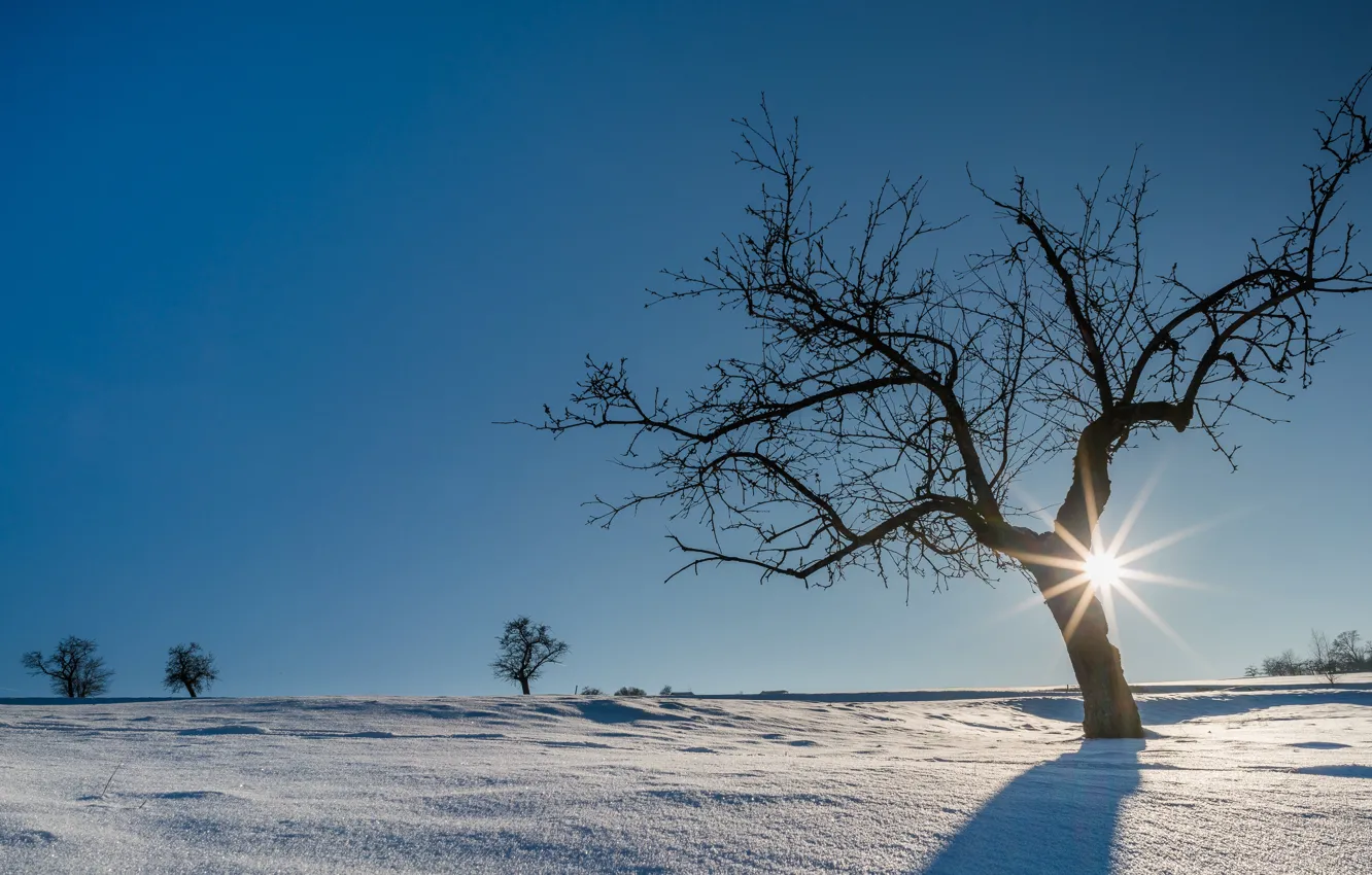 Фото обои зима, солнце, снег, деревья, Германия, Schwarzwald