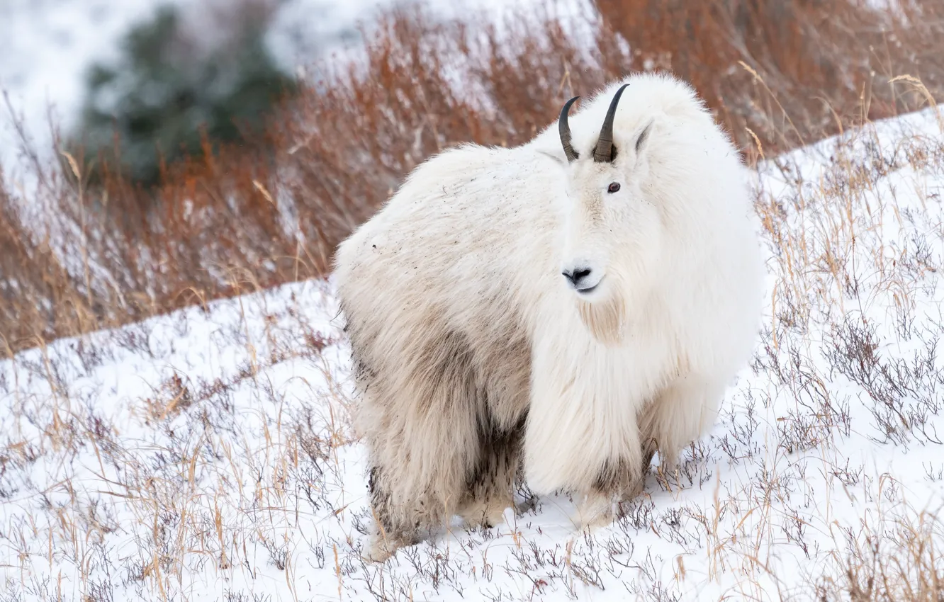 Фото обои зима, взгляд, снег, козел, шерсть, склон, белая, горная