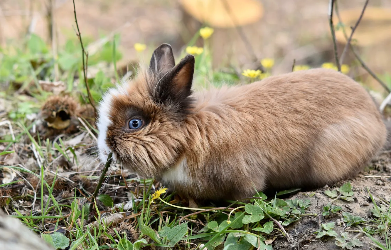 Фото обои трава, природа, кролик