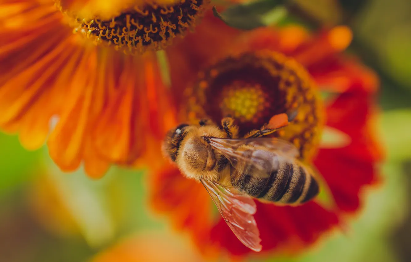Фото обои макро, цветы, пчела, оранжевые, боке, гелениум