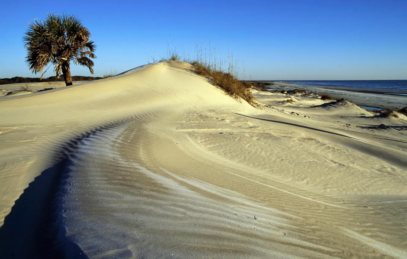 Фото обои песок, море, небо, дерево, дюны