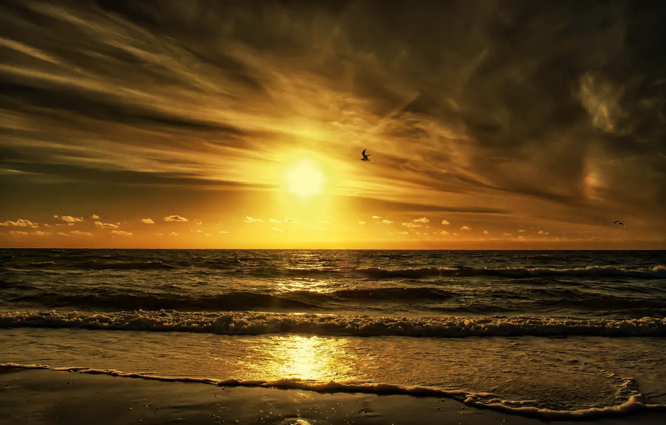 Фото обои море, небо, солнце, облака, закат, птица