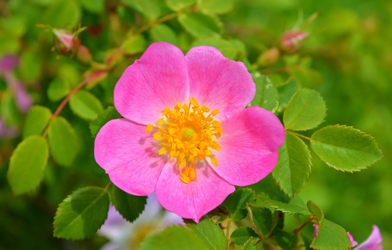 Фото обои Макро, Роза, Macro, Розовый цветок, Pink flower