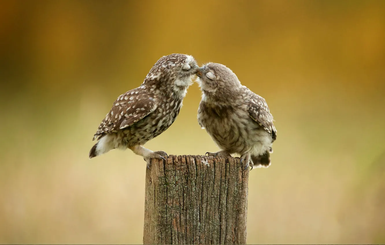 Фото обои птицы, сова, поцелуй, перья