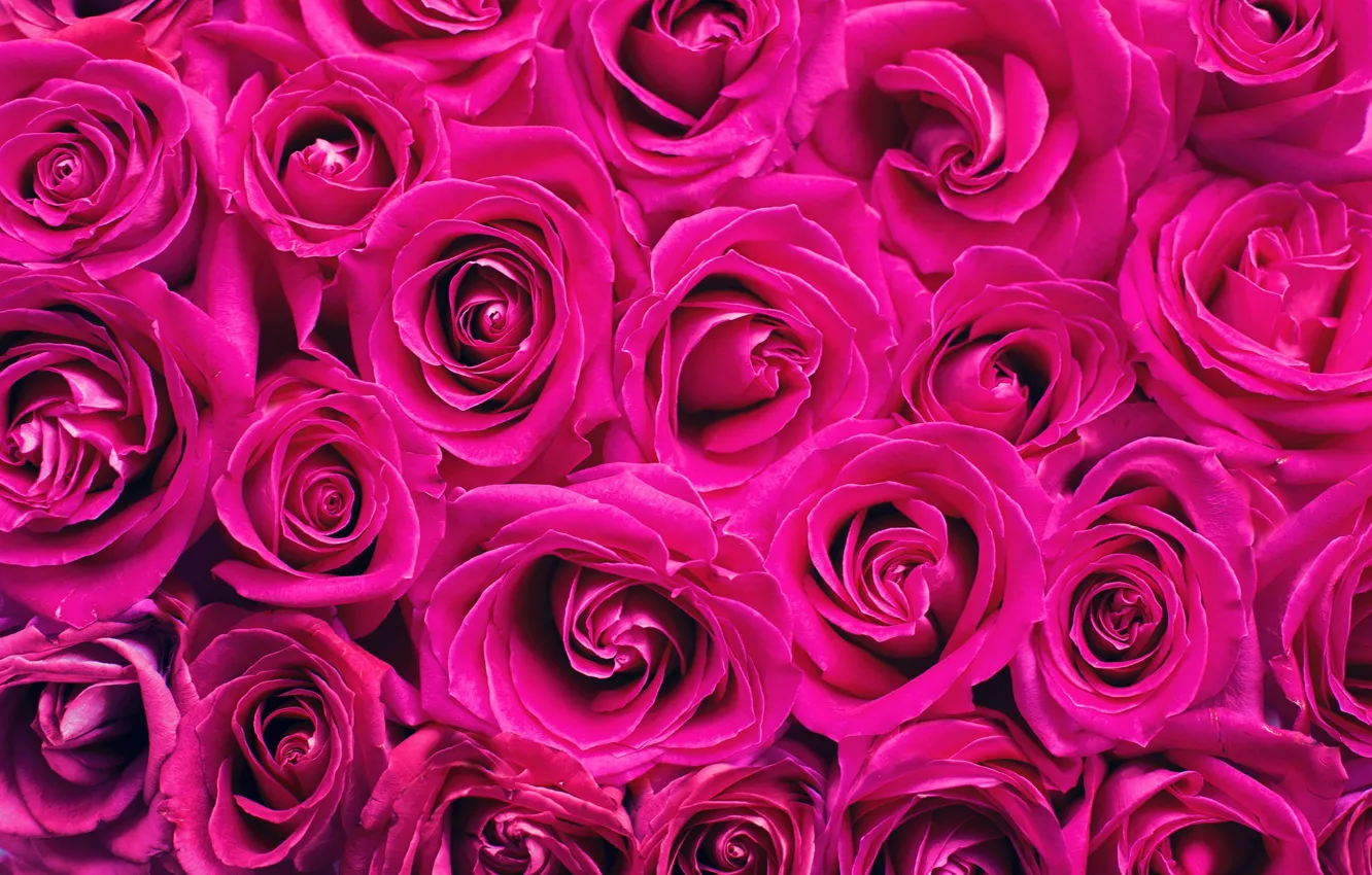 Фото обои цветы, Розы, бутоны