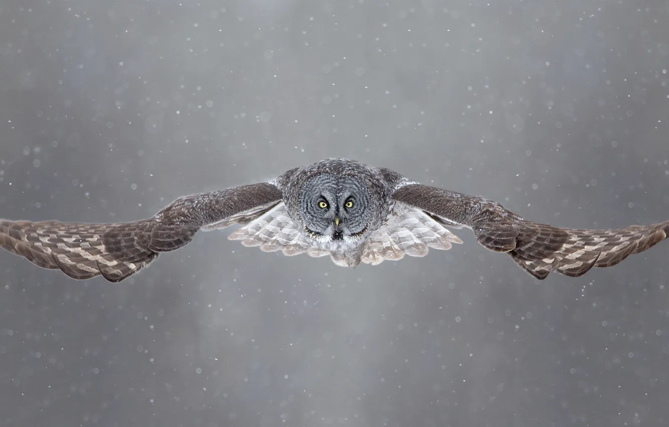 Фото обои зима, глаза, снег, полет, сова, крылья, открытые крылья, живая природа