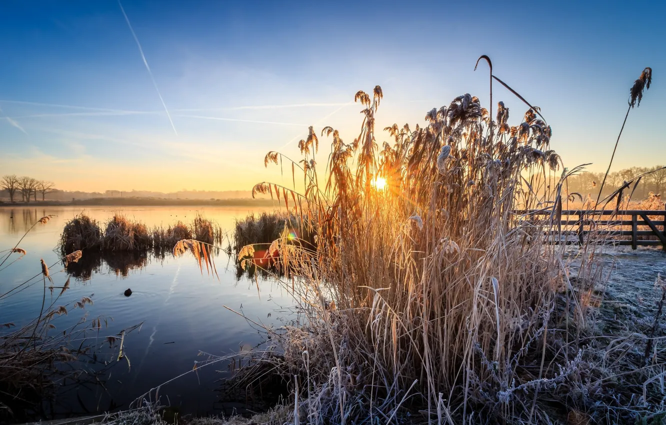 Фото обои небо, закат, камыш
