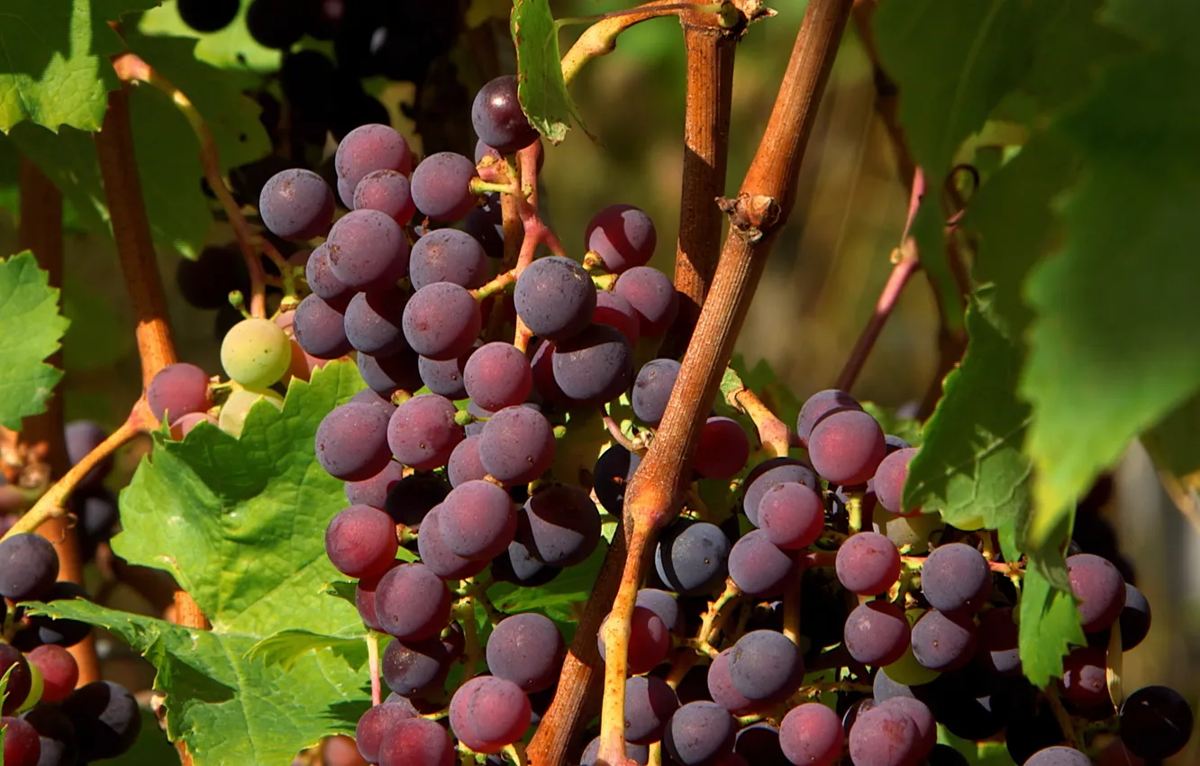 Фото обои природа, виноград, гроздь, лоза