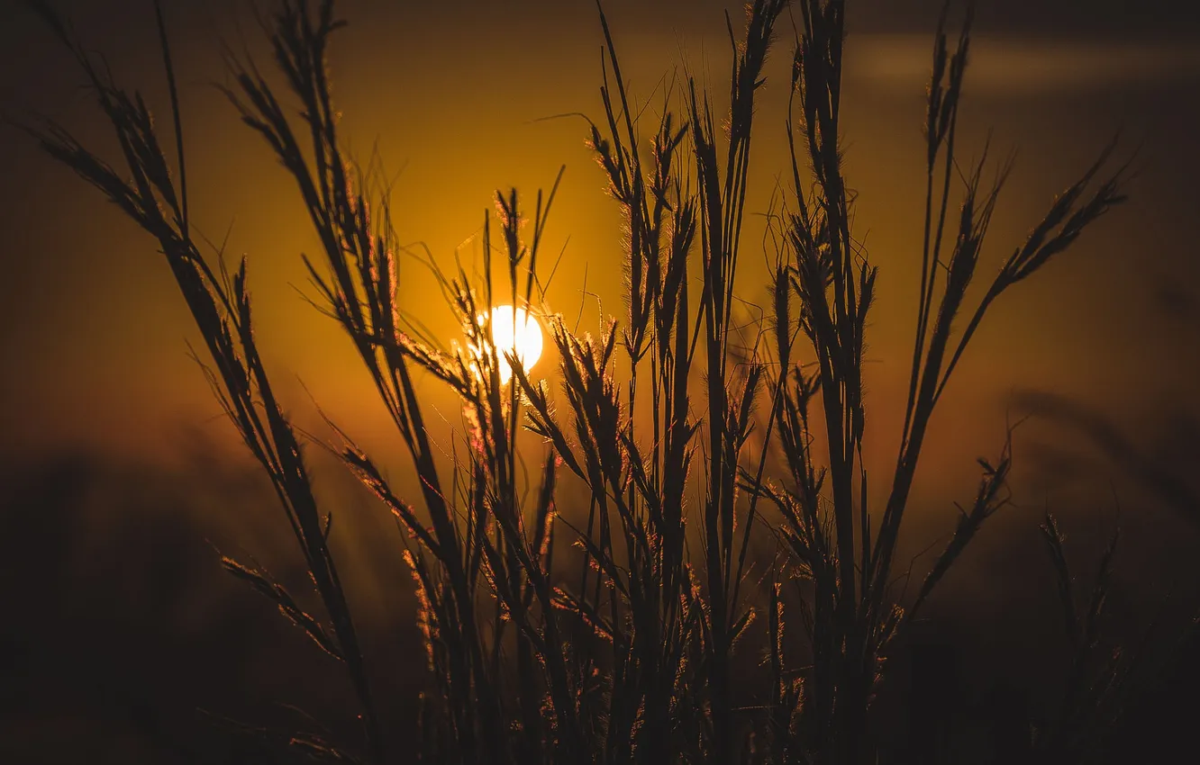 Фото обои трава, солнце, Hide and Seek