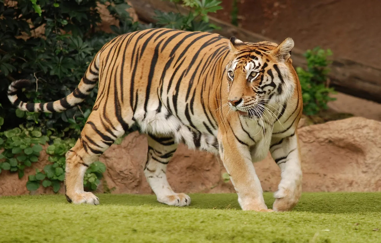 Фото обои тигр, полосы, хищник, шкура, хвост