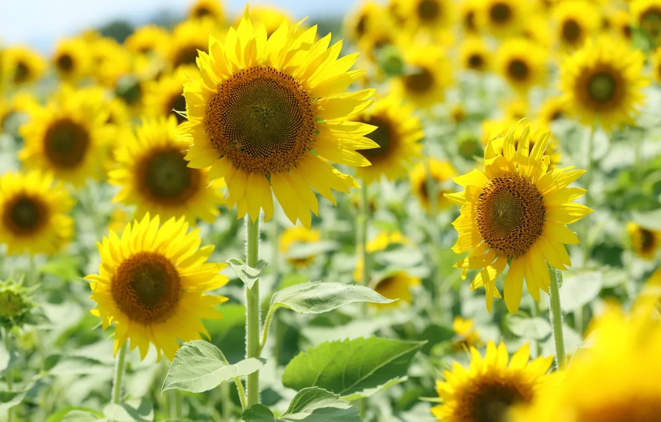 Фото обои поле, солнце, цветы, желтый, фон, обои, подсолнух, wallpaper