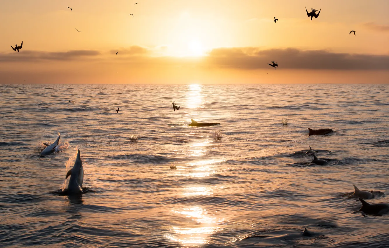 Фото обои море, небо, птицы, рассвет, горизонт, дельфины