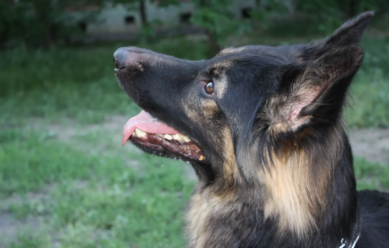 Фото обои друг, собака, dog, немецкая овчарка, friend, german shepherd