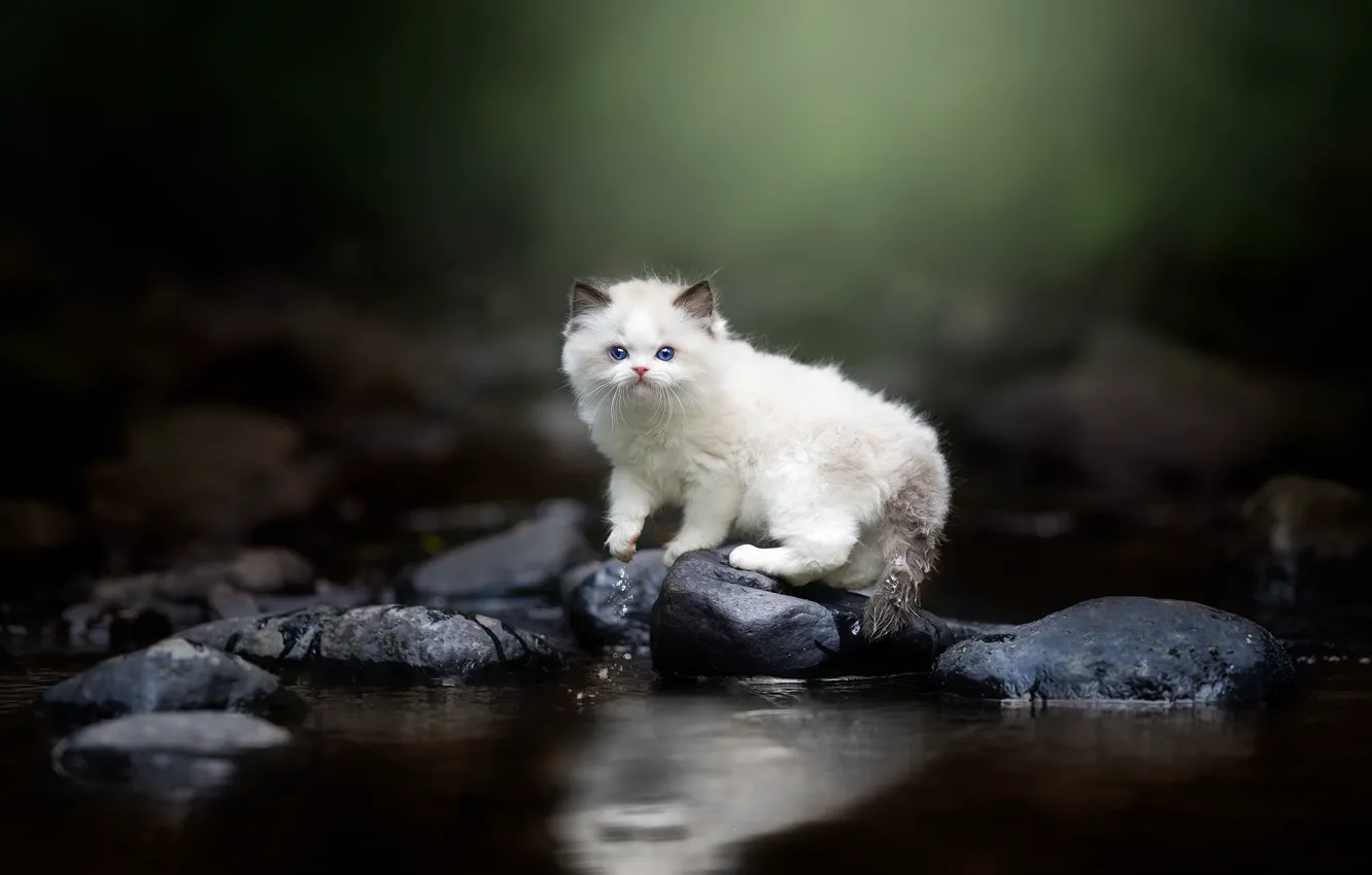 Фото обои кошка, белый, взгляд, вода, природа, поза, темный фон, камни