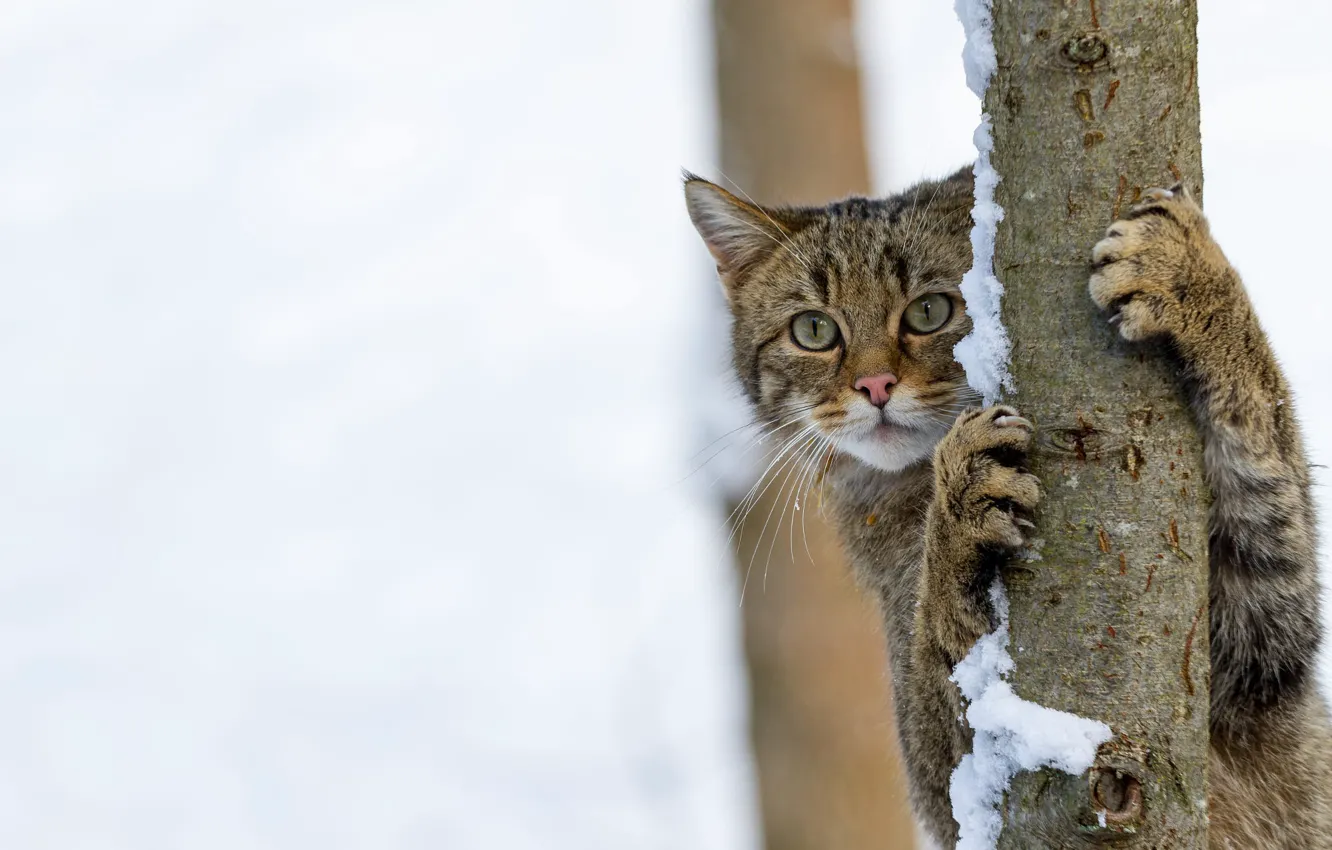 Фото обои зима, кошка, кот, взгляд, морда, снег, поза, серый