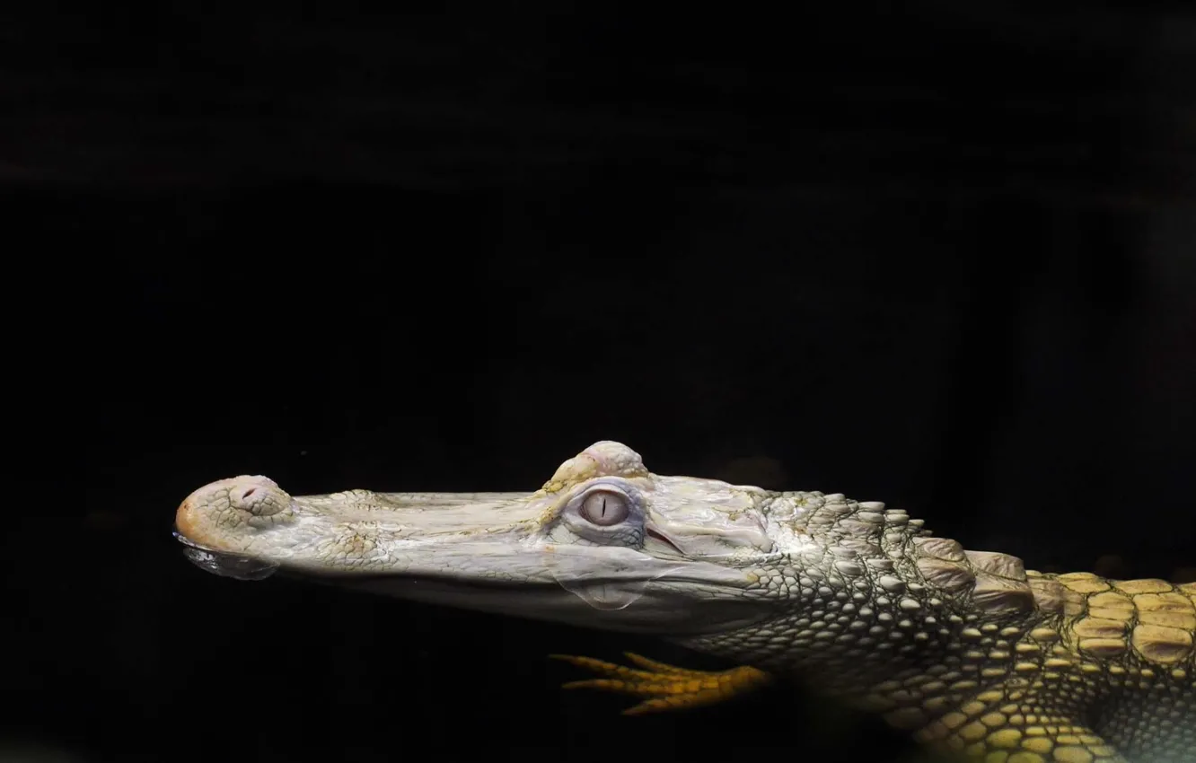 Фото обои вода, фон, голова, Крокодил, альбинос