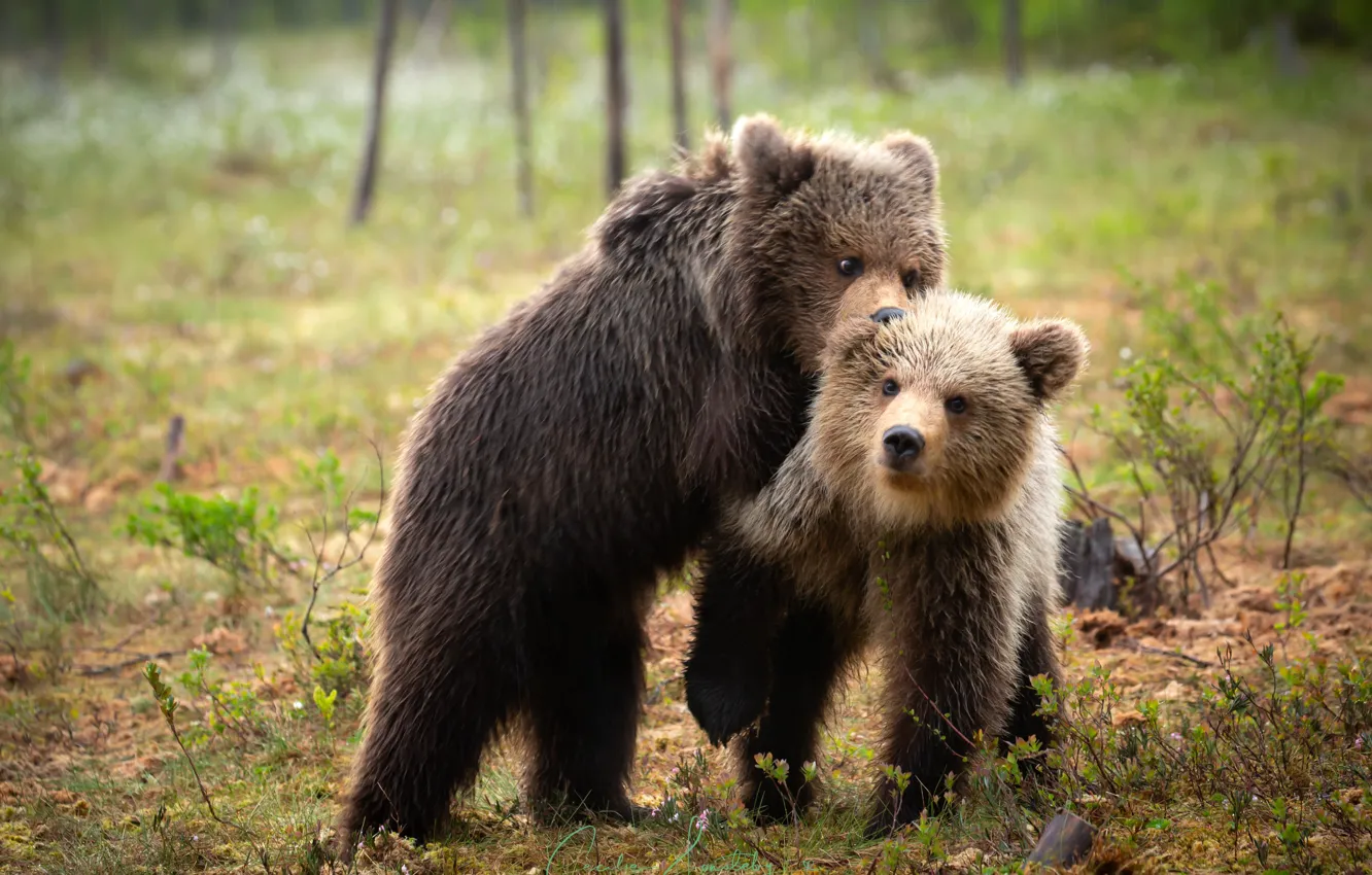 Фото обои лес, малыши, медвежата