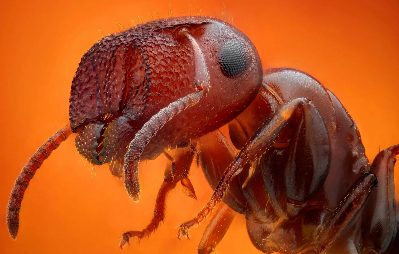 Фото обои макро, Муравей, насекомое, Ant