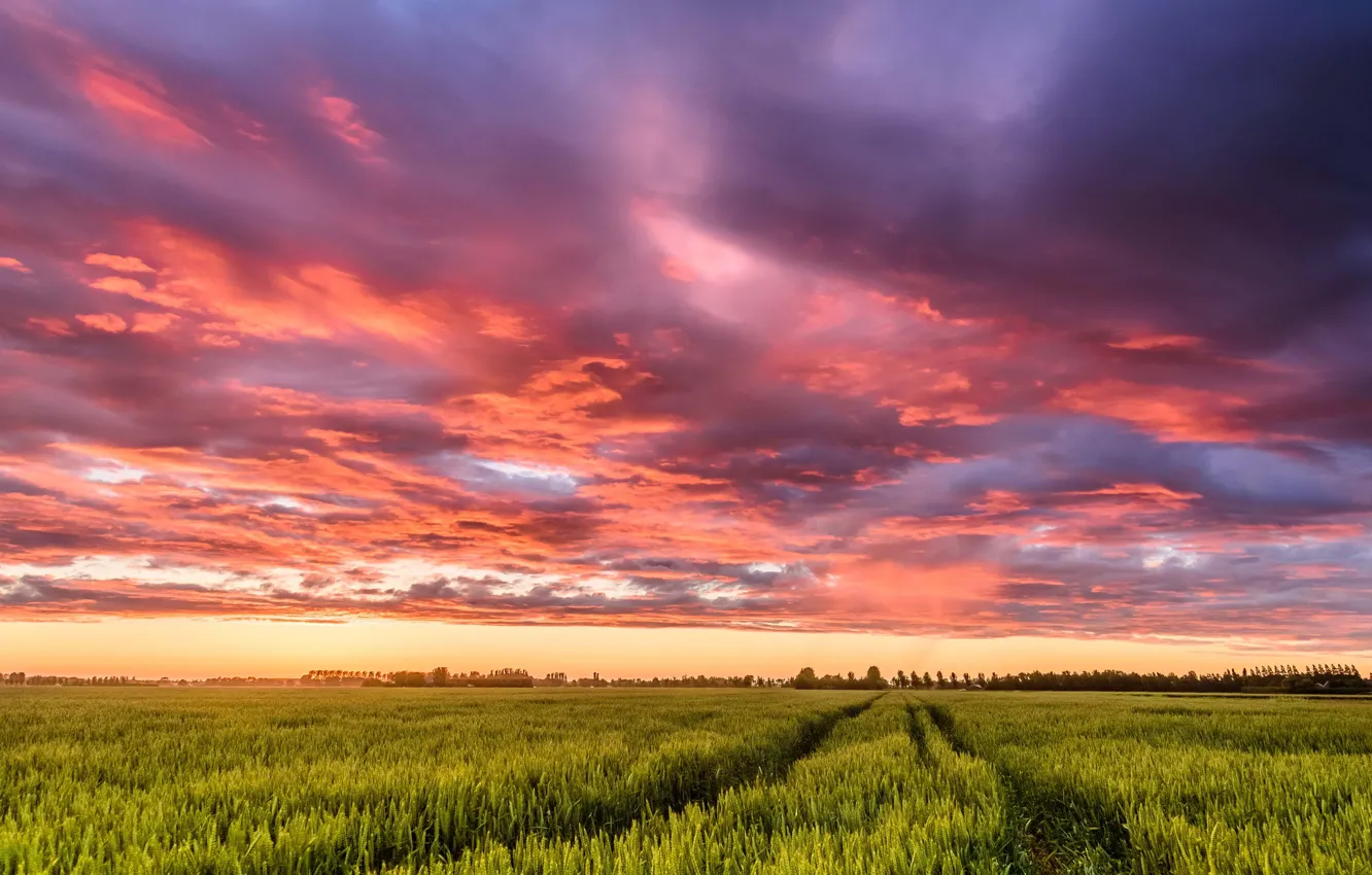 Фото обои поле, небо, облака, закат, колея, Нидерланды