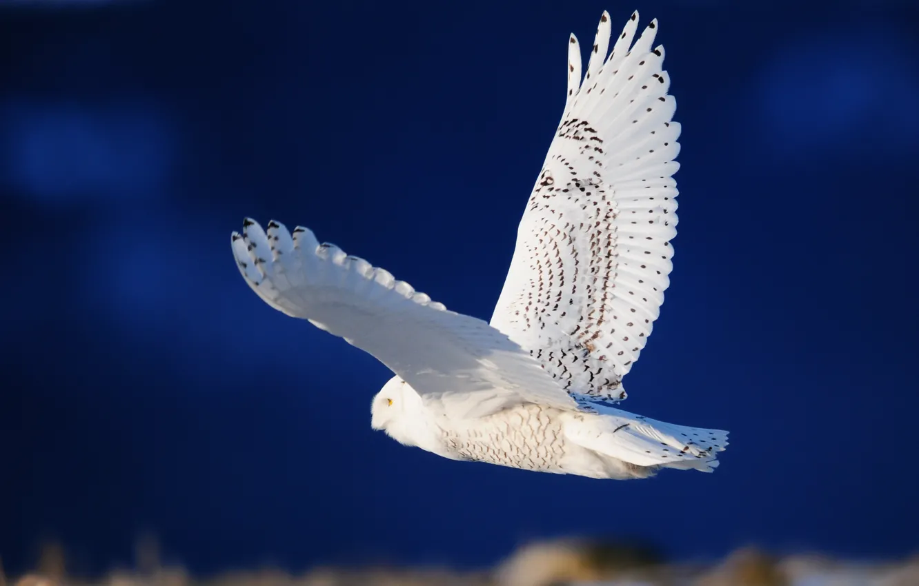 Фото обои сова, птица, крылья, белая, полёт