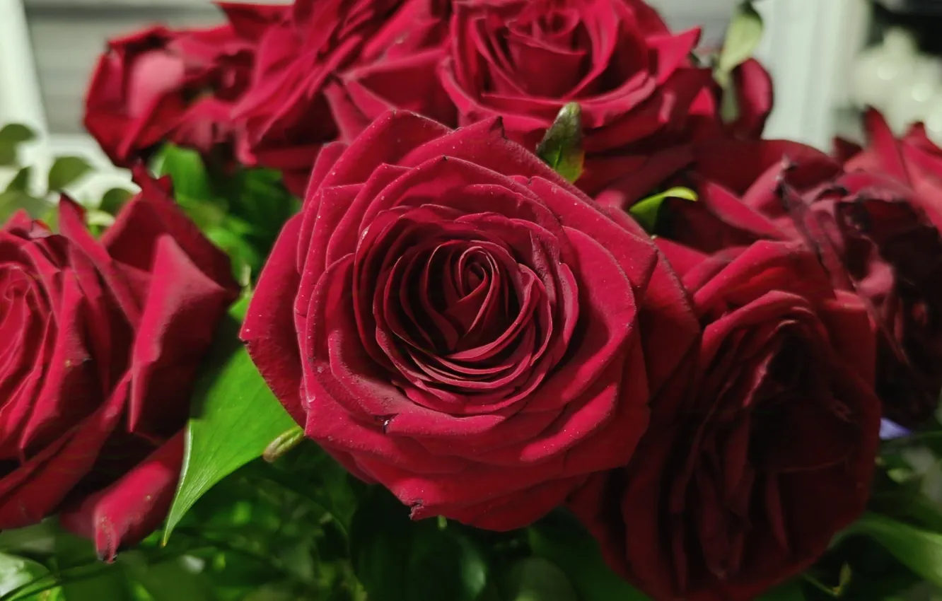 Фото обои Цветы, Flowers, Красные розы, Red roses