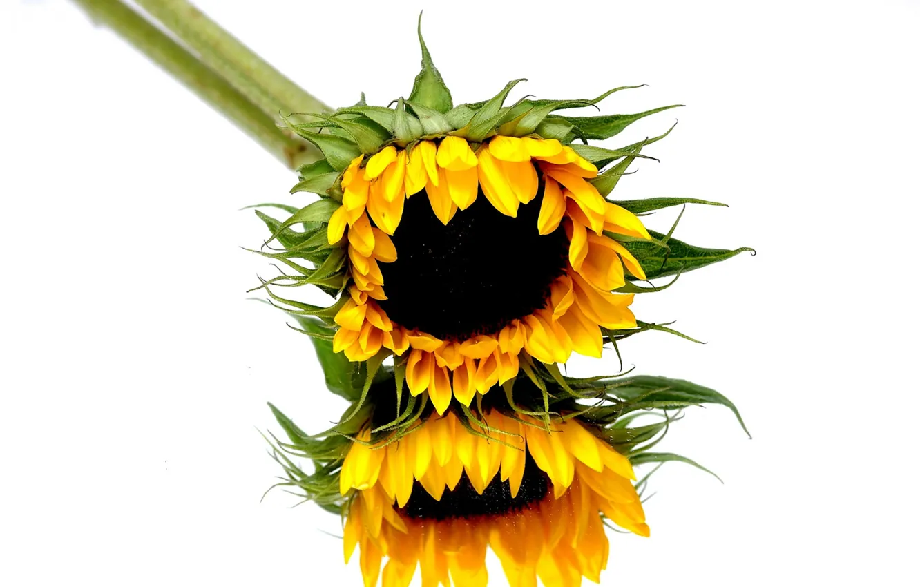 Фото обои reflection, mirror, sunflowers, stalk