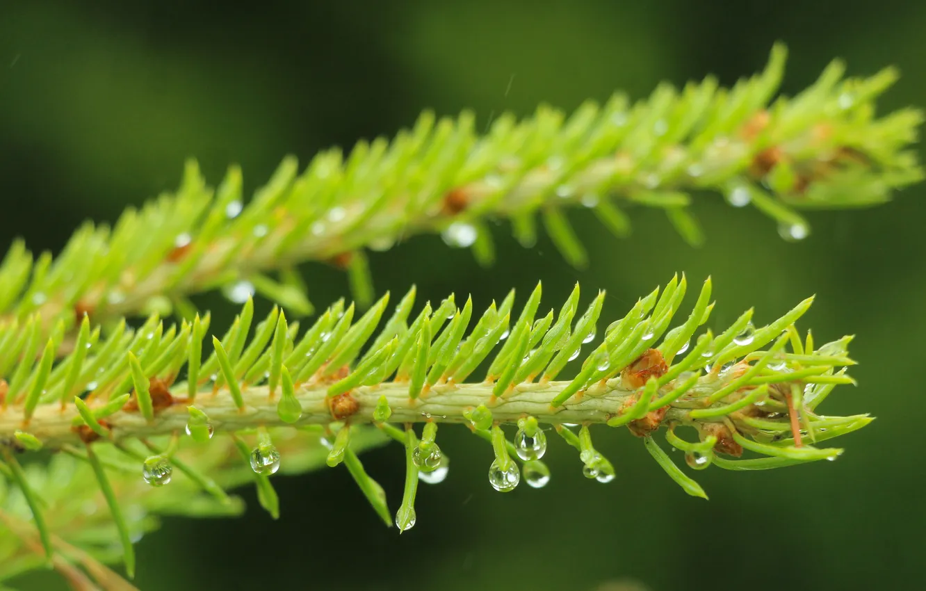 Фото обои drops, spruce, twig